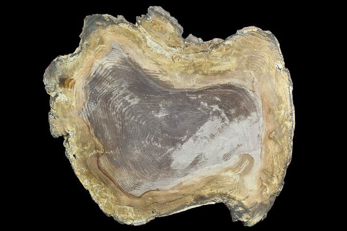 Polished Petrified Wood Round - Sweethome, Oregon #128600